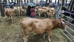 El ganado vacuno, especialmente el de carne, est presente en Muras