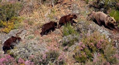Imagen de Archivo, con una familia de osos en tr�nsito por la vertiente gallega de Os Ancares.
