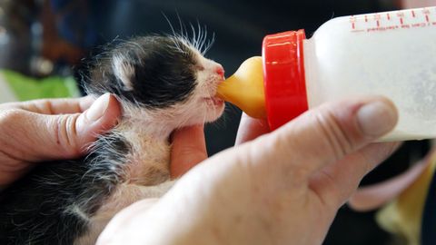 Unha voluntaria do refuxio de animais de Vilagarc�a da de comer a un gati�o abandonado nun colector de lixo.