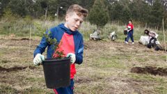 Plantaci�n de sobreiras e carballos mirando a Areoso