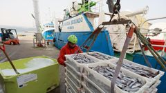 Un arrastrero de Ribeira descargando lirio en Celeiro a principios de marzo del 2026.