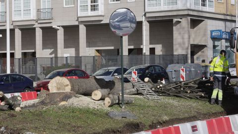 Tala de �rboles en la avenida de Arteixo