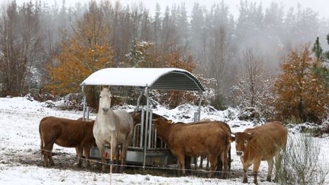 Ganado en una finca de Silvouta, en Navia de Suarna