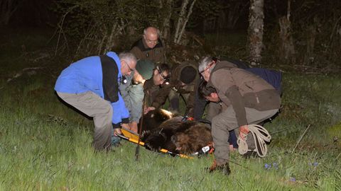 Fotografa facilitada por la Junta de Castilla y Len de personal tcnico y de campo de la Junta que han rescatado durante la madrugada de este martes a un oso pardo herido que fue localizado por un vecino en un paraje del municipio leons de Palacios del Sil.