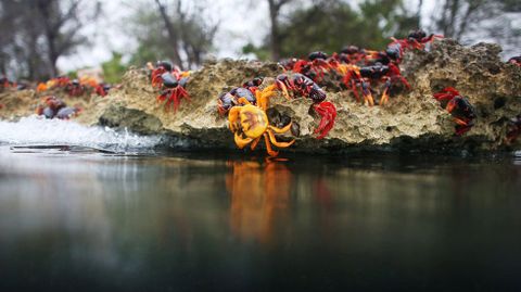 Cangrejos rojos llegan desde los bosques al mar para desovar en playa Gir�n (Cuba)