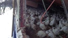 Granxa de pavos co tellado ca�do a causa da neve en San Xo�n de R�o