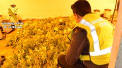 Plantas de marihuana incautadas por la Guardia Civil en Oviedo