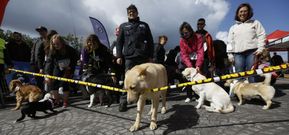 Ma�ana de perros. Arriba, Fusco, el can de palleiro del anuncio de Gadis, corta la cinta con la boca. A la izquierda, Josefa Garc�a, que compiti� a los 82 a�os con su perrita Rula, y a su lado, Daniel Somoza, el primero en cruzar la l�nea de meta, con Golfi. 