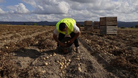 Un agricultor recoge patatas en A Limia en una foto de archivo