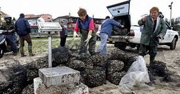 Las mariscadores trabajaron en el traslado de almeja del banco de O Puntal para Combarro.