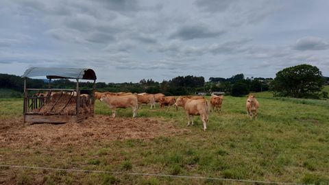 Vacas que ser�n subastadas en Mabegondo
