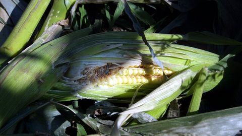 Mazorca de ma�z, en imagen de archivo