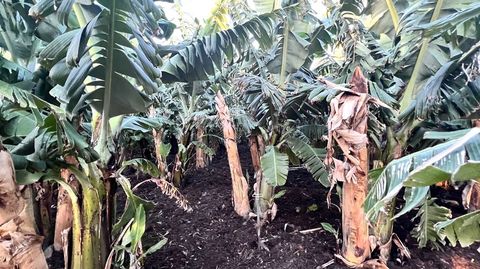 La primera finca que dio pltanos sobre la lava del volcn, en enero de este ao