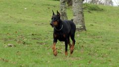 Imagen de archivo de un perro potencialmente peligroso.