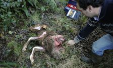 Los lobos arrastraron el ternero a fuera de la finca, pr�xima a las casas de A Goleta. 