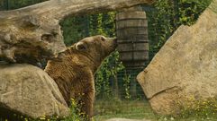 Un oso en una colmena