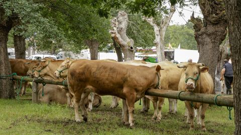 Feiras de Primavera en O P�ramo