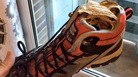 En este caso las velutinas encontraron muy confortable el interior de una bota de montaña