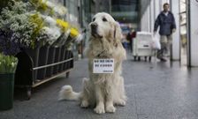 A principios del pasado mes de noviembre fallec�a �Ney�, el perro m�s conocido de la ciudad. 