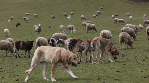 Los dueos de rebaos de ovejas podrn tener ayudas de este programa de la Diputacin