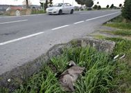 El corzo fue retirado de la calzada tres d�as despu�s.