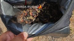 Los 3,28 kilos intervenidos a un vecino de O Pino este viernes por parte de Guarda Rural.