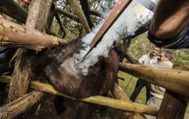 Los animales llevan todos marcado en la piel su n�mero con un hierro candente. 