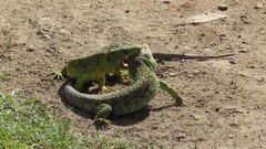 <span lang= gl >Pelexa de lagartos arnal na illa de Ons</span>