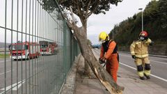 Los bomberos de Viveiro retiraron un �rbol que tronz� el viento en la ma�ana de este s�bado sobre una acera a la altura de Viveiro