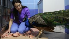 La veterinaria Amaranta Hugo P�rez explica las secuelas del pavo real del jard�n del Pos�o