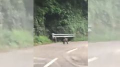 Una pareja de cras de oso irrumpen en la carretera de Somiedo