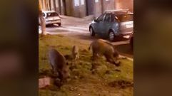 Jabal�es en la plaza de Amboage, Ferrol