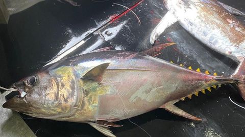 At�n patudo capturado en abril del 2026 por el palangrero de superficie Escualo Cuatro. El pez hab�a sido marcado en un programa de la Comisi�n Internacional de Conservaci�n del At�n Atl�ntico (Iccat) en agosto del 2016.