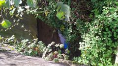Maleza en el cauce del r�o Santa Cecilia