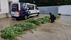 Hallazgo de 50 kilos de marihuna en Poio