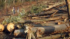 Tala en un eucaliptal de A Mari�a en imagen de archivo