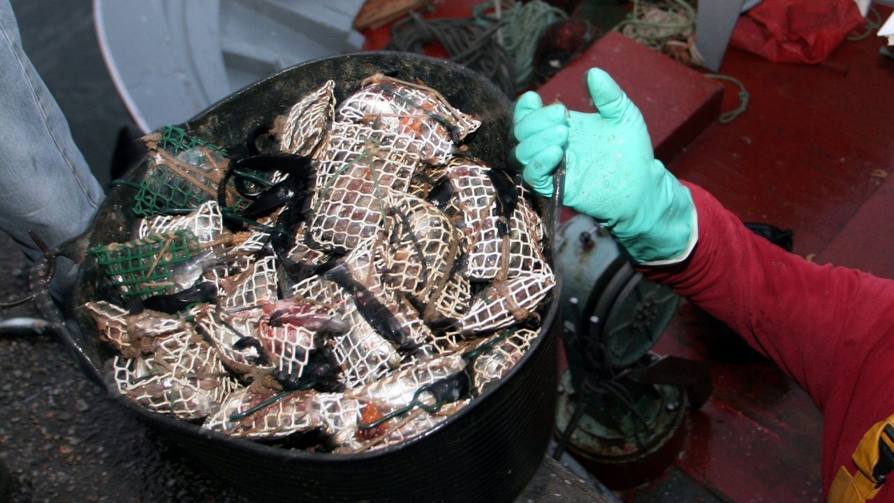 El precio de la carnada se suma al alza del gasoil y complica la viabilidad de la pesca