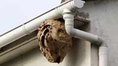 Foto de archivo de un nido retirado de una casa de Foz