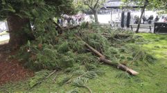 Las ramas quedaron al pie del rbol, a escasa distancia de la terraza de una cafetera.