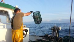 pesquer�as tradicionales del pulpo en el occidente de Asturias