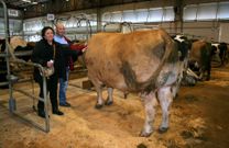 El buey gallego, con sus propietarios de San Sadurni�o, ayer en el mercado de Silleda, donde tambi�n vendieron el ejemplar asturiano