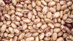 Si las alubias secas se mantiene en remojo y se cocina adecuadamente no suponen riesgo alguno para la salud