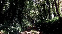 El Camino Ingl�s a su paso por Ordes muestra una gran acumulaci�n de maleza. 