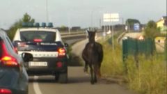 En imagen de archivo, un caballo que accedi a la N-634 a la altura de Ribadeo