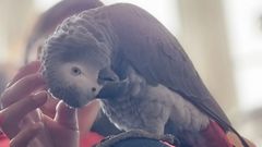 Pancho, al que buscan sus due�os en Ribeira