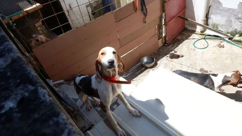 Otra imagen de los perros de Nar�n.