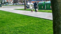 Una mujer pasea a sus perros en Gij�n