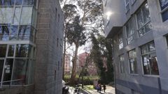 Los eucaliptos entre los edificios de Fene.