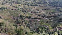 Vi�as en bancales en la parroquia monfortina de Marcelle