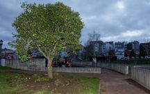 El camelio retirado de la Praza, ya instalado el jueves en Rego da Balsa. 